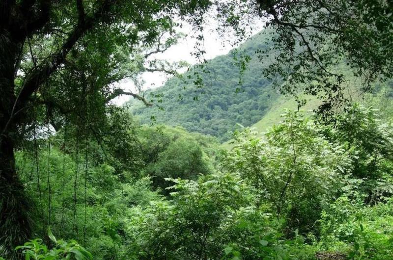 Piden incentivos para provincias que cumplen con la ley de bosques nativos