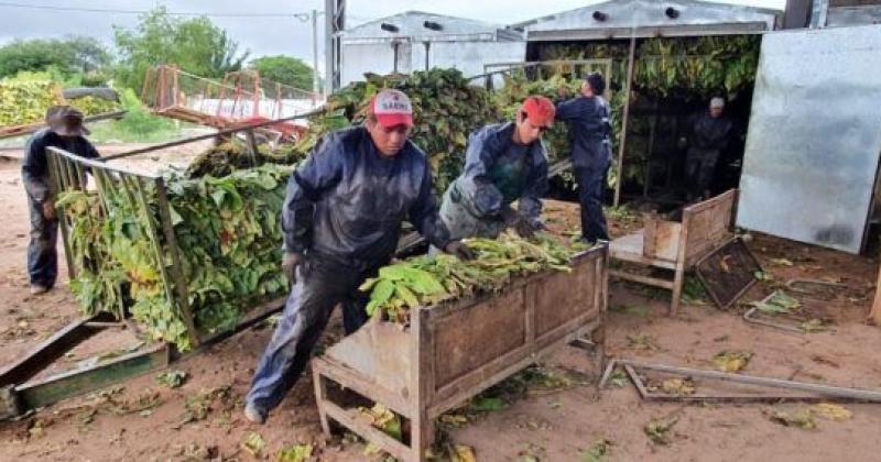 Fijaron nuevo salario miacutenimo para la cosecha de tabaco de Jujuy y Salta 