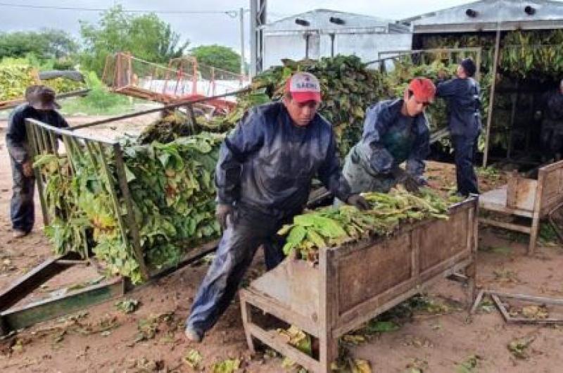 Fijaron nuevo salario miacutenimo para la cosecha de tabaco de Jujuy y Salta 