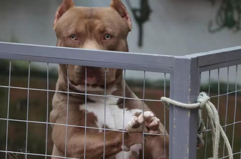 Ataque de pitbull en Jujuy- un menor fue mordido en la cara