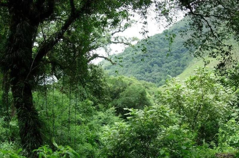 Convocatoria 2023 para la presentacioacuten de proyectos de proteccioacuten de bosques nativos