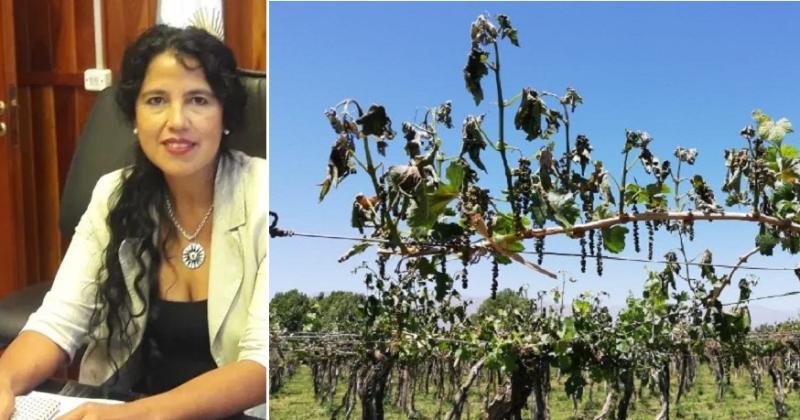 El Gobierno entregaraacute 15 millones a fruticultores afectados por heladas