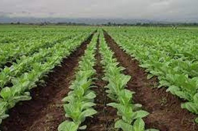 Demoras en el Fondo Especial del Tabaco complican la produccioacuten