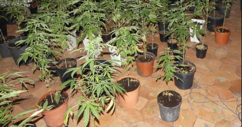 Verificaban un deceso y hallaron maacutes de 30 plantas de marihuana