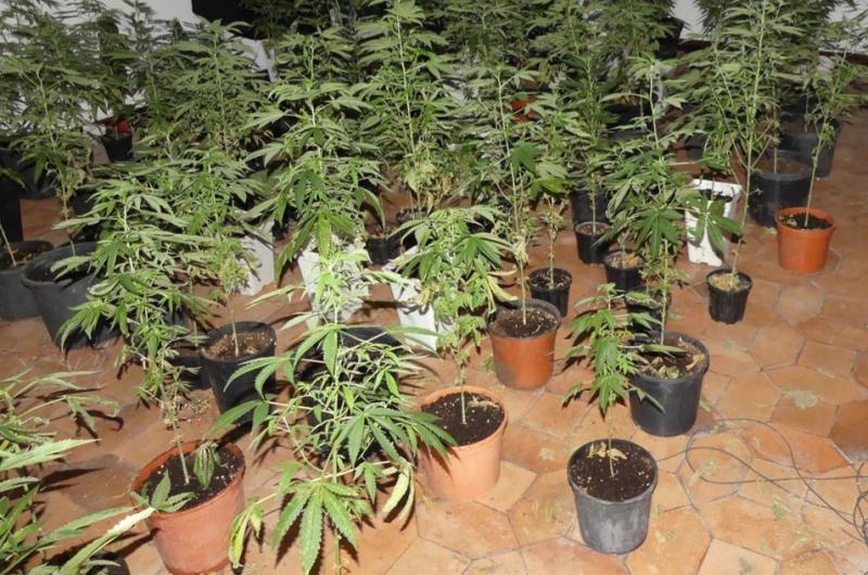 Verificaban un deceso y hallaron maacutes de 30 plantas de marihuana