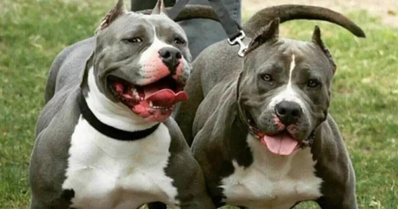 Una joven fue atacada por dos perros pitbull en Alto Comedero y tuvo que ser hospitalizada