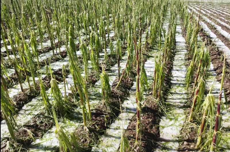 Terrible caiacuteda de granizos en Rodero deja peacuterdidas econoacutemicas a productores