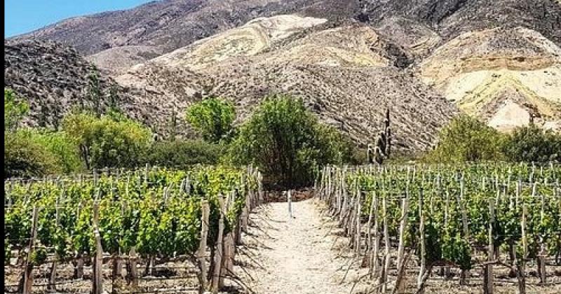 Crecimiento de la vitivinicultura en la provincia de Jujuy