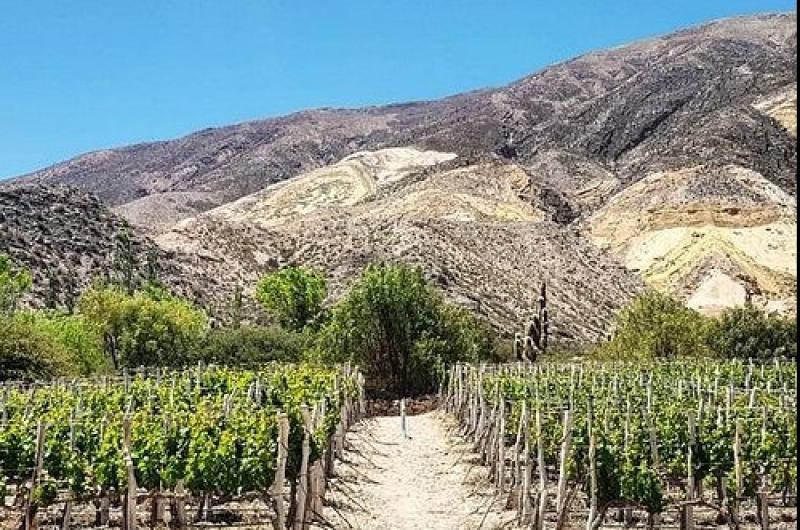 Crecimiento de la vitivinicultura en la provincia de Jujuy