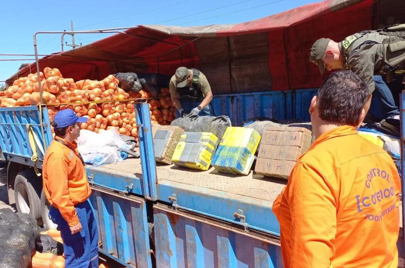 Incautaron un cargamento reacutecord de 861 kilos de cocaiacutena ocultos en zapallos