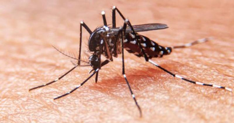 En la uacuteltima semana se registraron 1050 nuevos casos de dengue en la provincia