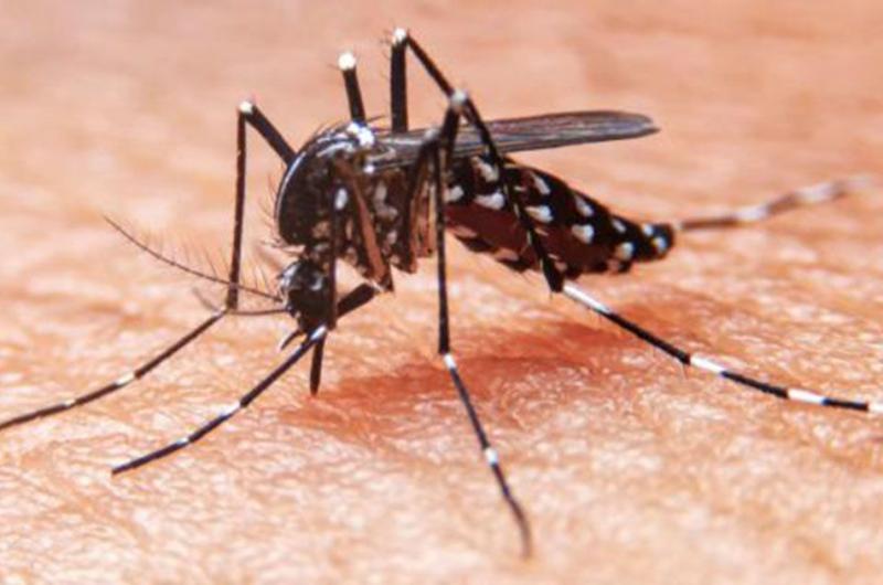 En la uacuteltima semana se registraron 1050 nuevos casos de dengue en la provincia
