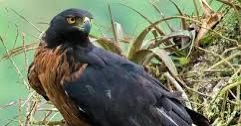 Ley 6387 protege al aacuteguila poma y prohibe su captura destruccioacuten de criacuteas y nidos