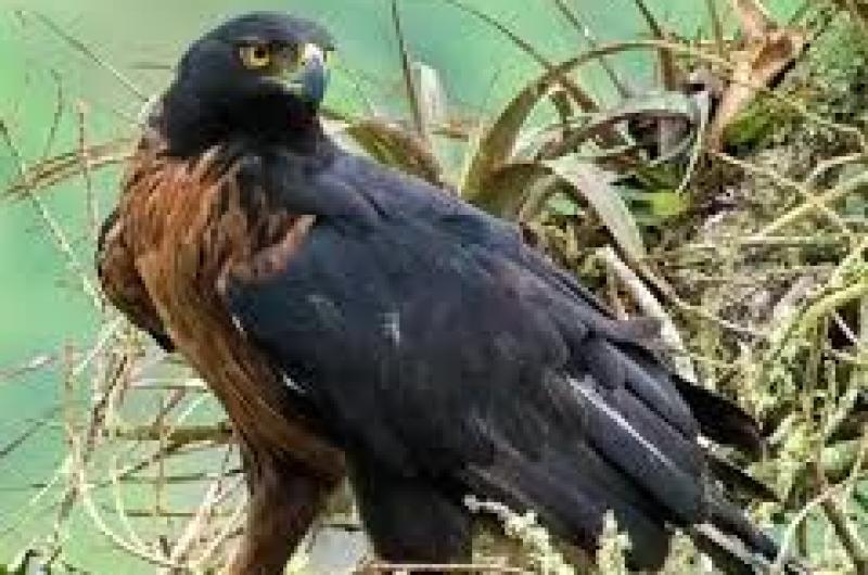 Ley 6387 protege al aacuteguila poma y prohibe su captura destruccioacuten de criacuteas y nidos