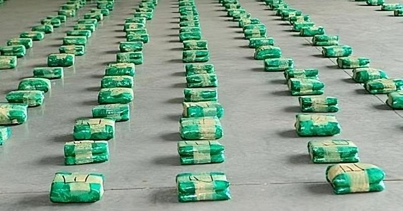 Policiacuteas incautaron maacutes de 500 kilosde hojas de coca en su estado natural