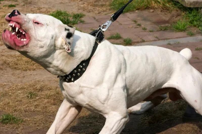 Murioacute el joven de San Pedro de Jujuy que fue atacado por su perro pitbull