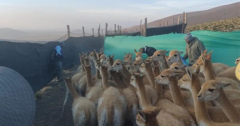 Colectaron 30 kilos de fibra de vicuntildeas en  proceso de esquila 