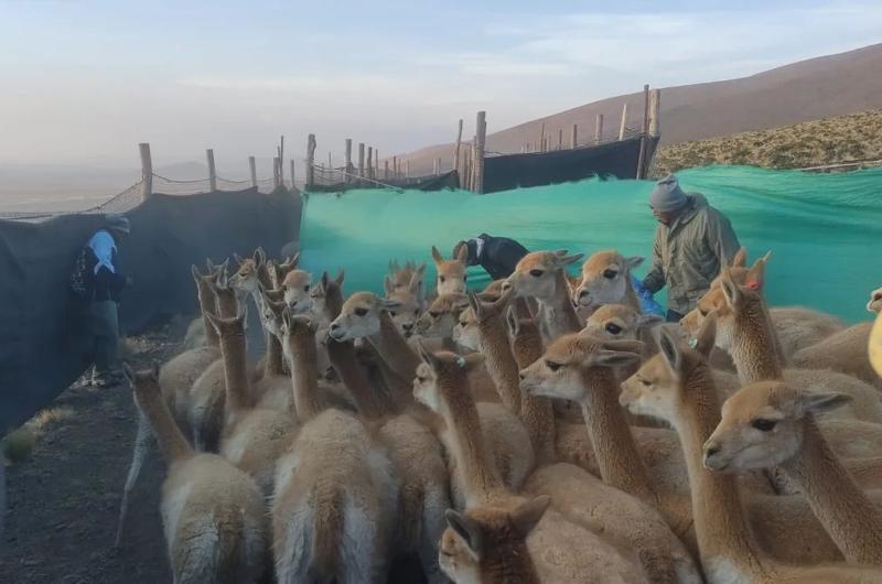 Colectaron 30 kilos de fibra de vicuntildeas en  proceso de esquila 