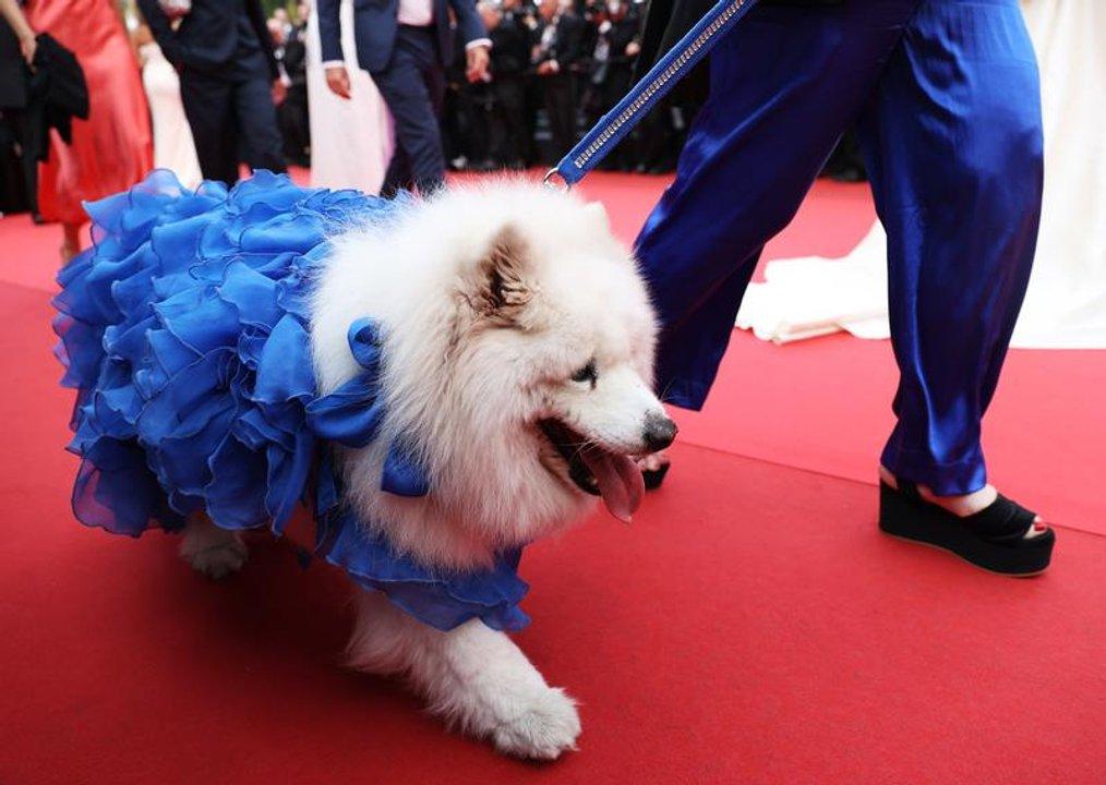 Un apagoacuten complicoacute el Festival de Cannes aunque no afectoacute las proyecciones