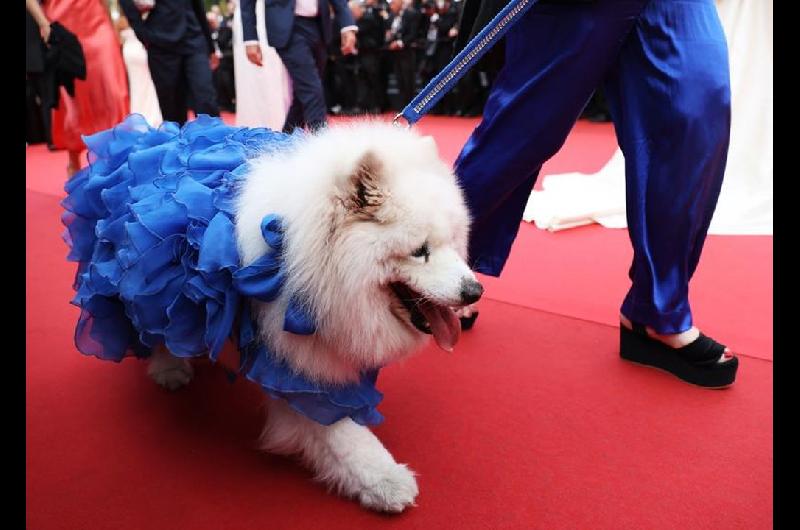 Un apagoacuten complicoacute el Festival de Cannes aunque no afectoacute las proyecciones