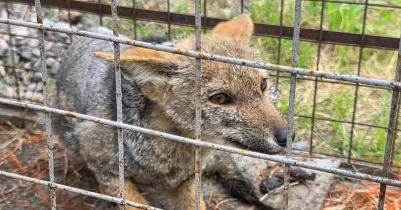 Rescataron tres ejemplares de zorro gris que  estaban en cercaniacuteas de Ciudad Cultural