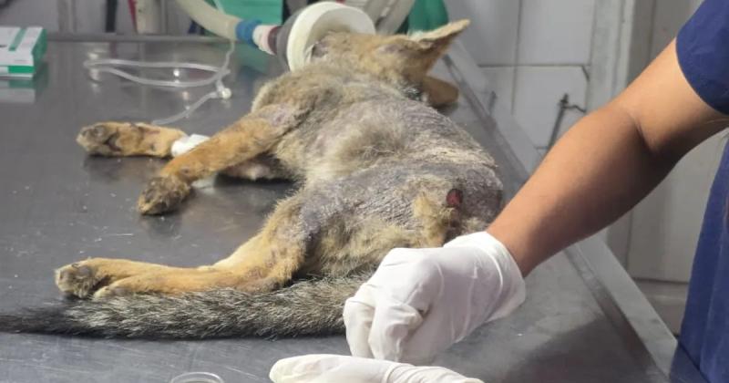 Rescataron tres ejemplares de zorro gris que  estaban en cercaniacuteas de Ciudad Cultural