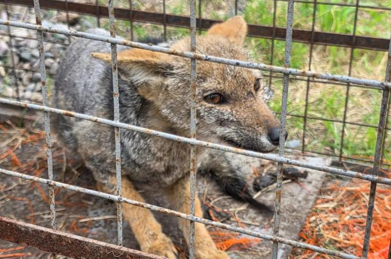 Rescataron tres ejemplares de zorro gris que  estaban en cercaniacuteas de Ciudad Cultural