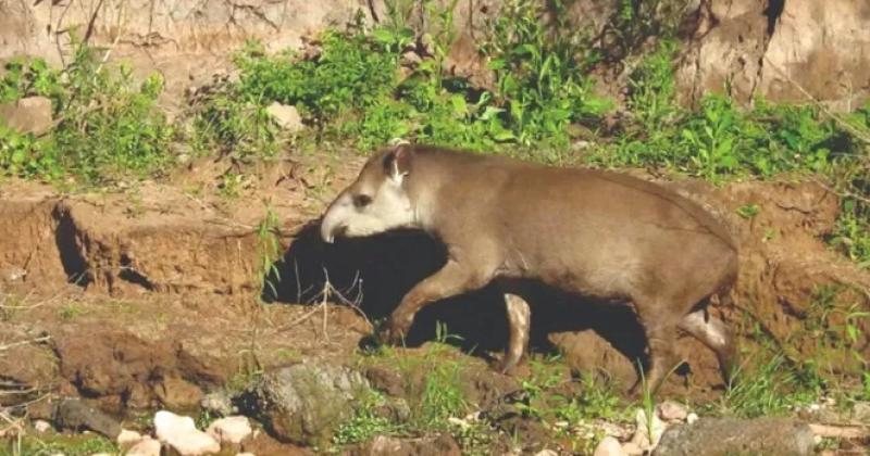Killa es el nombre elegido para la tapir recuperada por el Ministerio de Ambiente