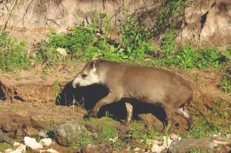 Killa es el nombre elegido para la tapir recuperada por el Ministerio de Ambiente