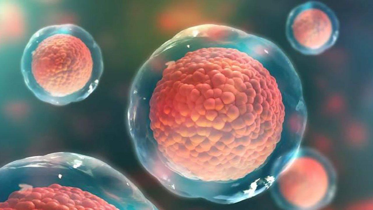 La importancia de la salud de los oacutevulos