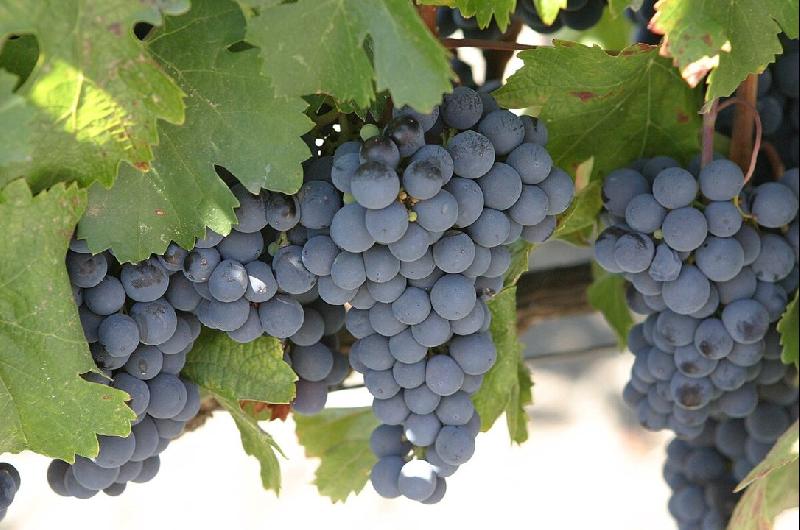 Mendoza en Buenos Aires iquestdoacutende estaacute el vintildeedo escondido en microcentro la joya oculta de la Ciudad