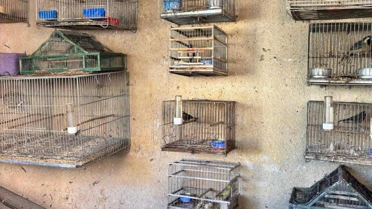 Rescataron casi 100 aves exoacuteticas en Coacuterdoba- estaban en cautiverio en casas de Santa Rosa de Calamuchita