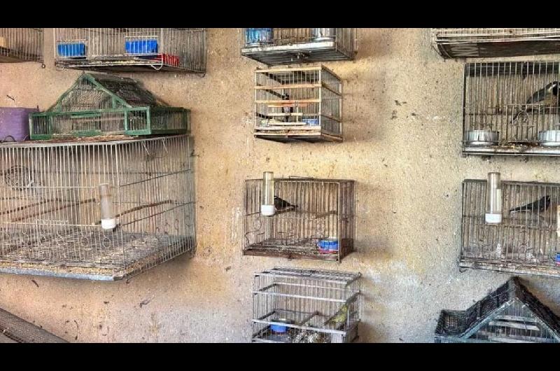 Rescataron casi 100 aves exoacuteticas en Coacuterdoba- estaban en cautiverio en casas de Santa Rosa de Calamuchita
