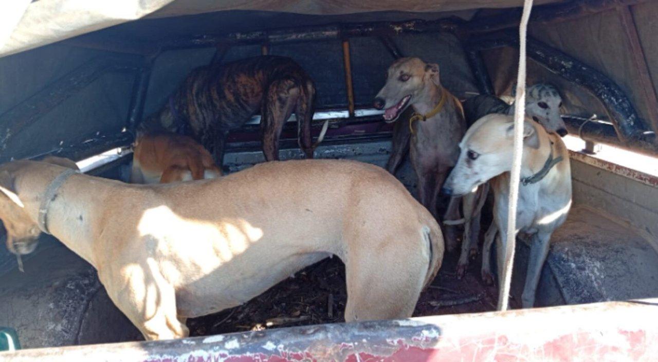 70 galgos que eran utilizados para cazar fueron rescatados en Coacuterdoba