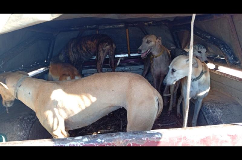 70 galgos que eran utilizados para cazar fueron rescatados en Coacuterdoba