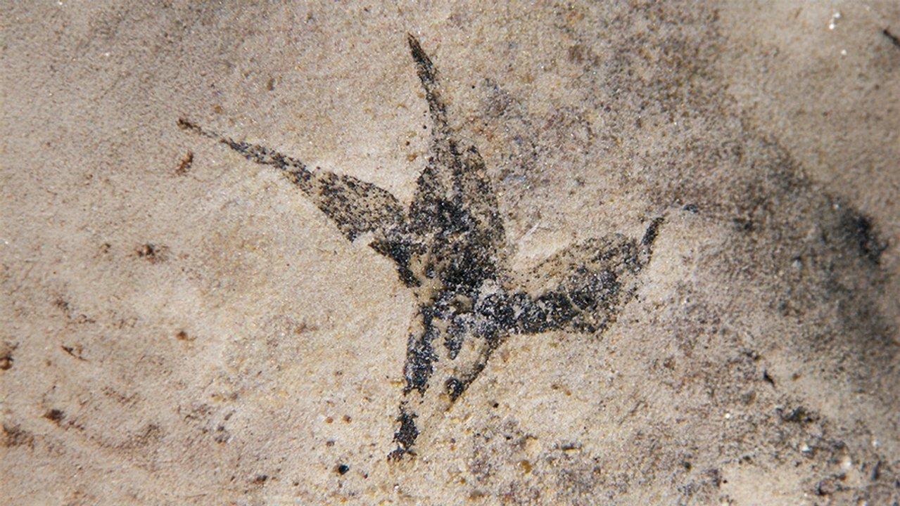 Hallan en San Luis la flor maacutes antigua de Argentina- ldquoPequentildea estrella del surrdquo