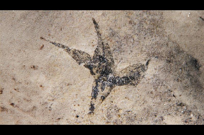 Hallan en San Luis la flor maacutes antigua de Argentina- ldquoPequentildea estrella del surrdquo