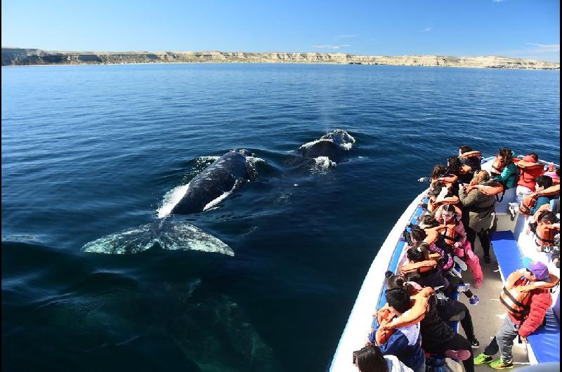 Puerto Madryn se prepara para recibir a sus visitantes maacutes ilustres- las ballenas