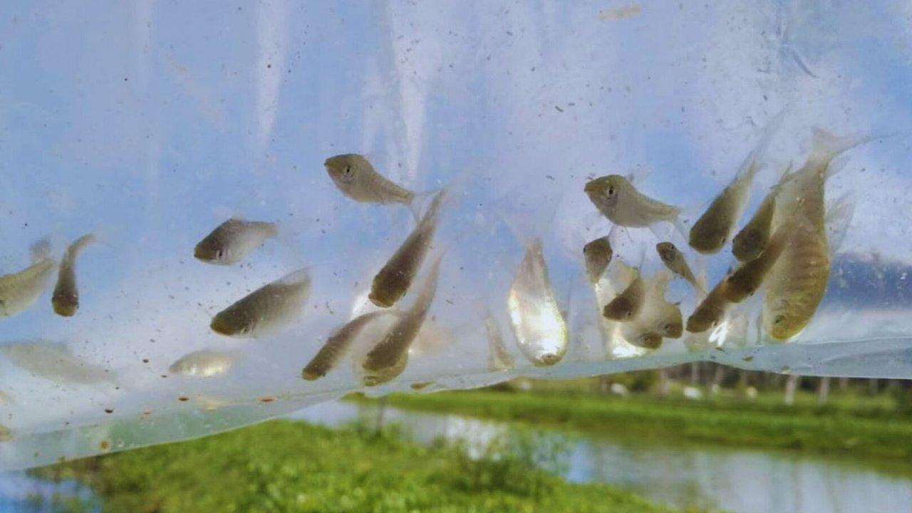 Utilizan peces nativos para controlar mosquitos en ambientes urbanos y reducir el uso de insecticidas quiacutemicos