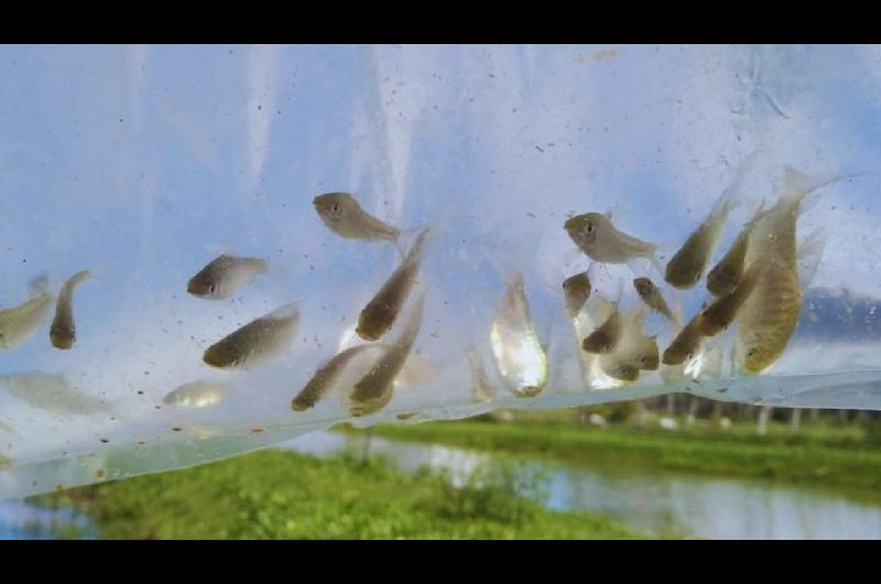 Utilizan peces nativos para controlar mosquitos en ambientes urbanos y reducir el uso de insecticidas quiacutemicos
