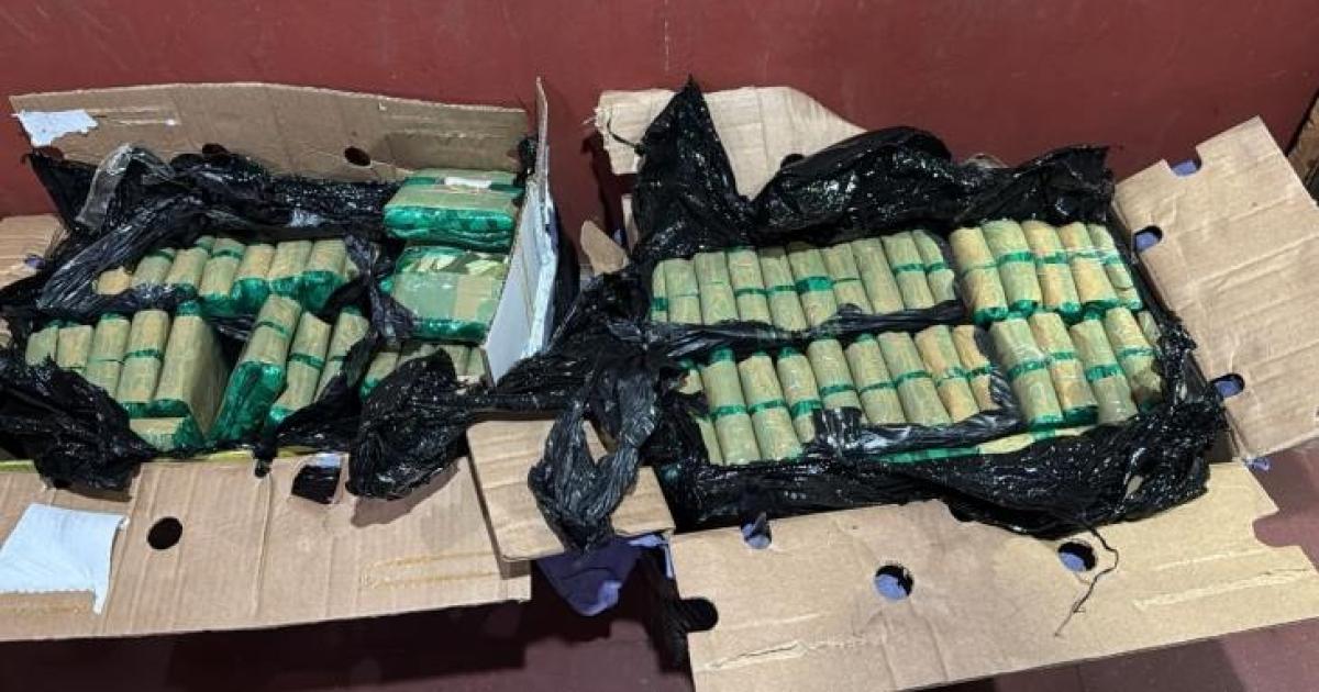 Secuestran 70 kilos de hojas de coca en Tucumaacuten 20 de ellas proveniacutean de Jujuy