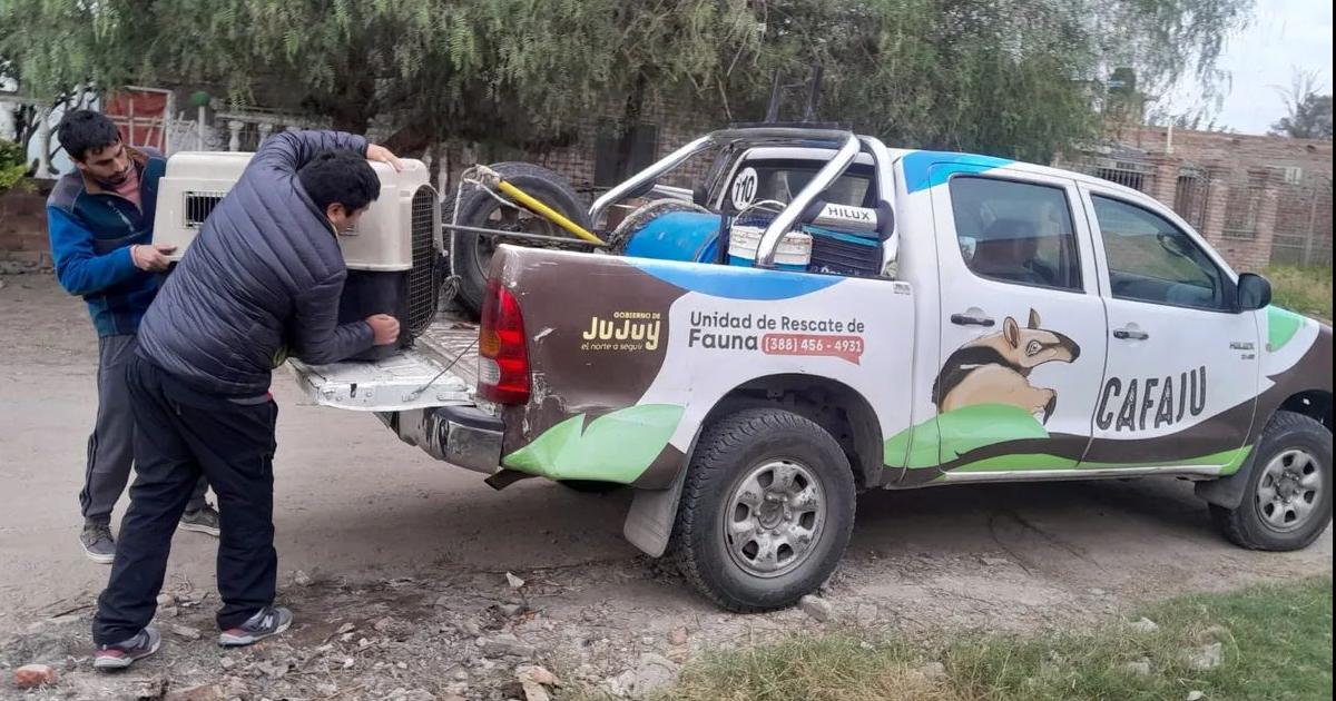 Rescataron dos pecariacutees que eran viacutectimas de mascotismo ilegal