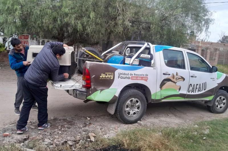 Rescataron dos pecariacutees que eran viacutectimas de mascotismo ilegal