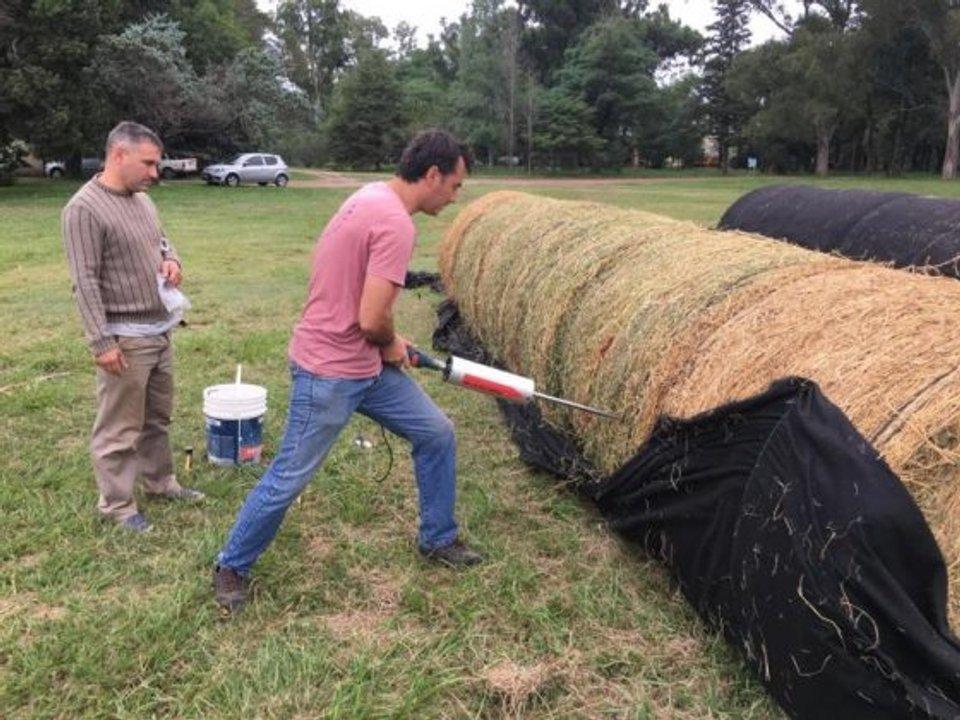 La semilla maacutegica argentina- el cultivo que puede generar US 250 millones al antildeo
