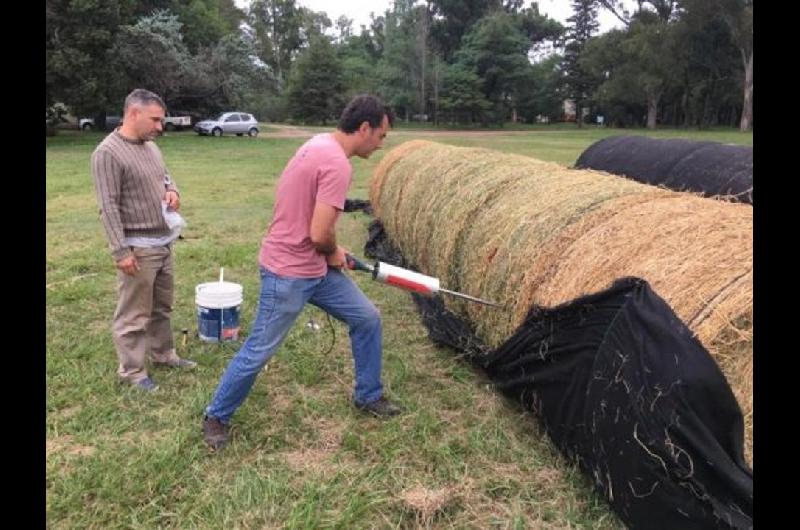 La semilla maacutegica argentina- el cultivo que puede generar US 250 millones al antildeo