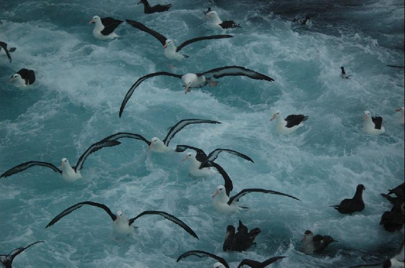 Diacutea Mundial del Albatros- voluntarios se unen a cientiacuteficos por la conservacioacuten de las centinelas del oceacuteano