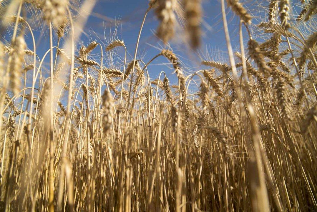 Las heladas mejorariacutean las perspectivas para la siembra de trigo en la regioacuten nuacutecleo