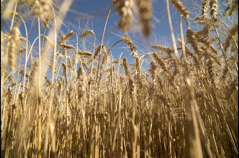 Las heladas mejorariacutean las perspectivas para la siembra de trigo en la regioacuten nuacutecleo