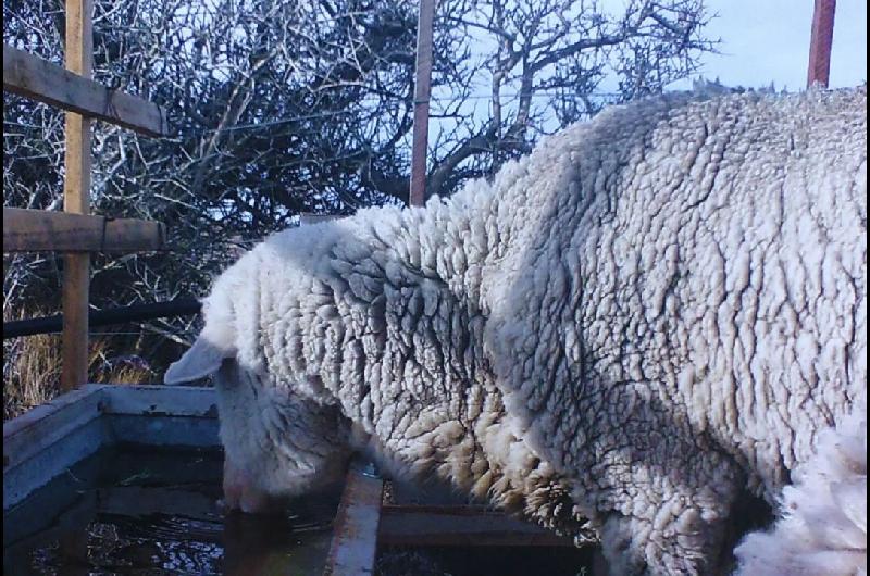 El INTA desarrolloacute un bebedero que evita que se congele el agua