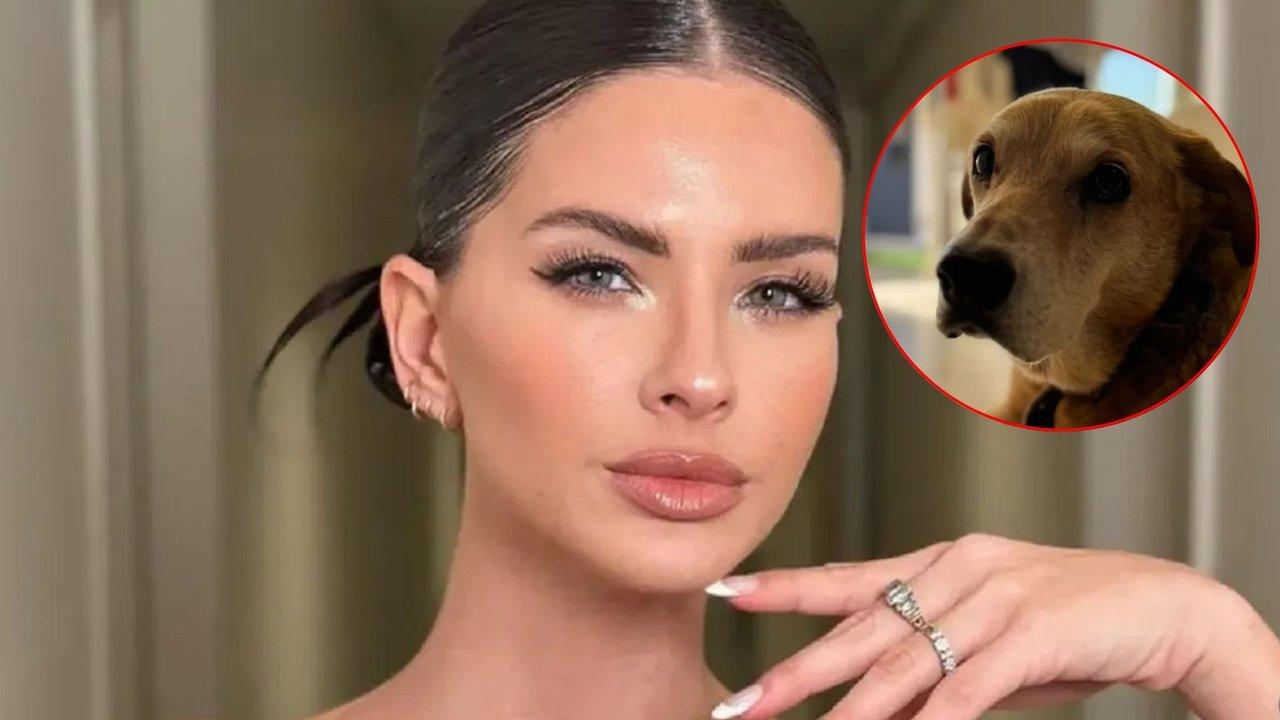 El triste final de Wet- la mascota de la China Suaacuterez muere en un accidente en la casa de los suentildeos